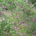 Lespedeza thunbergii floraison P28
